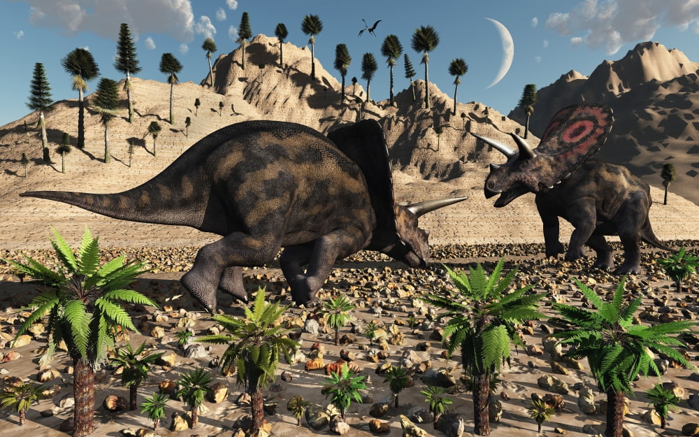 A pair of Torosaurus dinosaurs fight each other Canvas Art - Mark StevensonStocktrek Images (36 x 23)