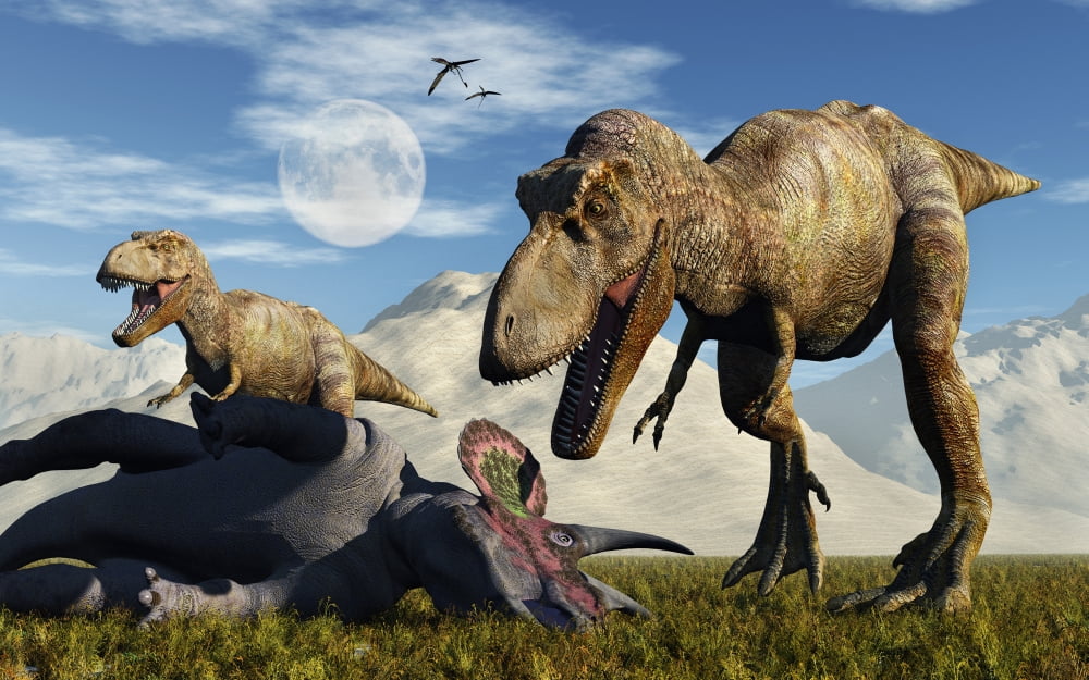 A pair of Tyrannosaurus Rex dinosaurs ready to make a meal of a dead Triceratops Canvas Art - Mark StevensonStocktrek Images (18 x 12)