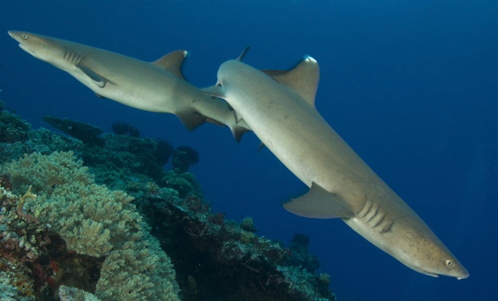 A pair of Whitetip reef sharks Kimbe Bay Papua New Guinea Canvas Art - Steve JonesStocktrek Images (19 x 11)