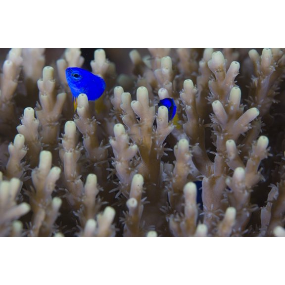 A pair of Yellowtail Damselfish amongst hard coral Canvas Art - Steve JonesStocktrek Images (18 x 12)