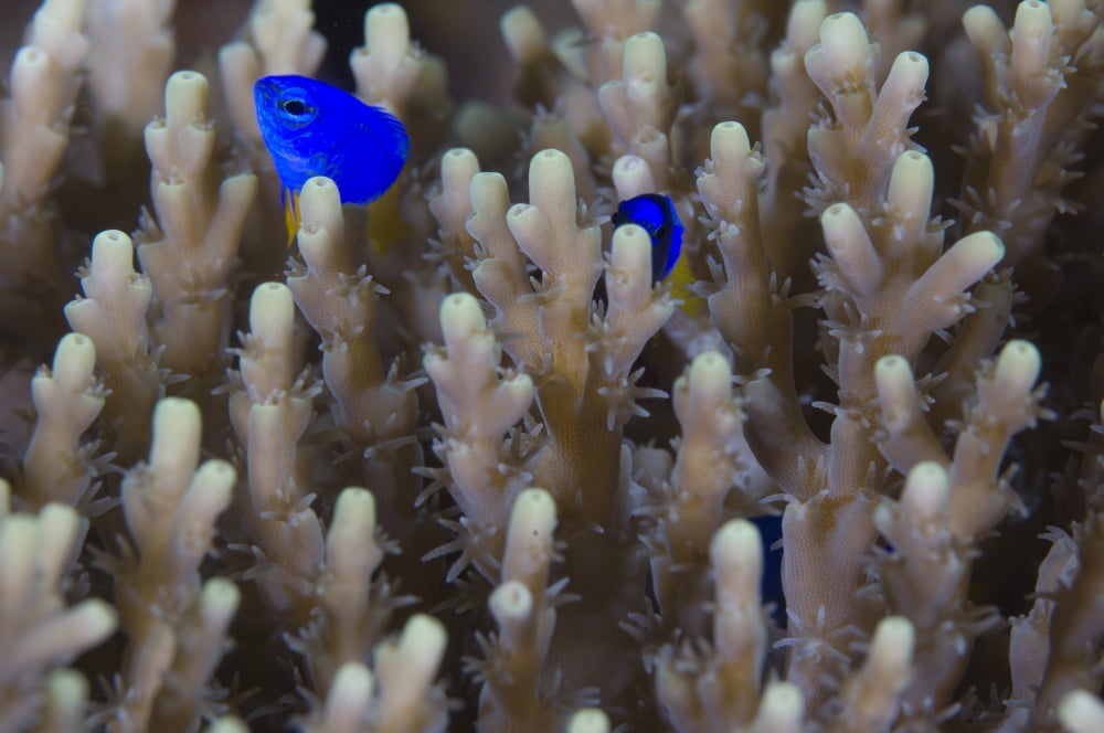 A pair of Yellowtail Damselfish amongst hard coral Canvas Art - Steve JonesStocktrek Images (35 x 23)