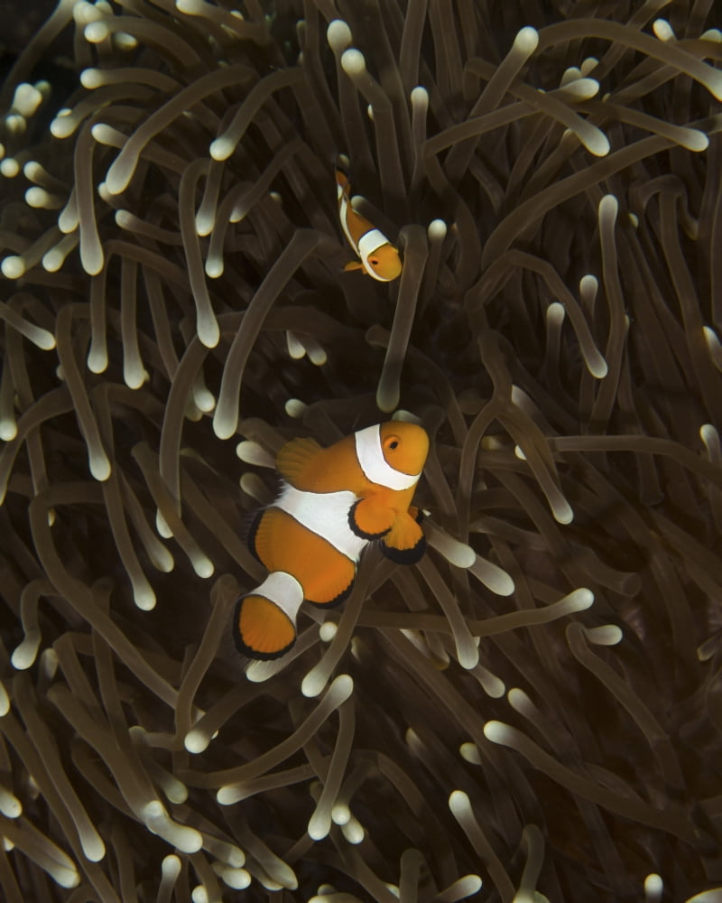 A pair of anemonefish in its host anemone Manado Indonesia Canvas Art - Brent BarnesStocktrek Images (25 x 31)