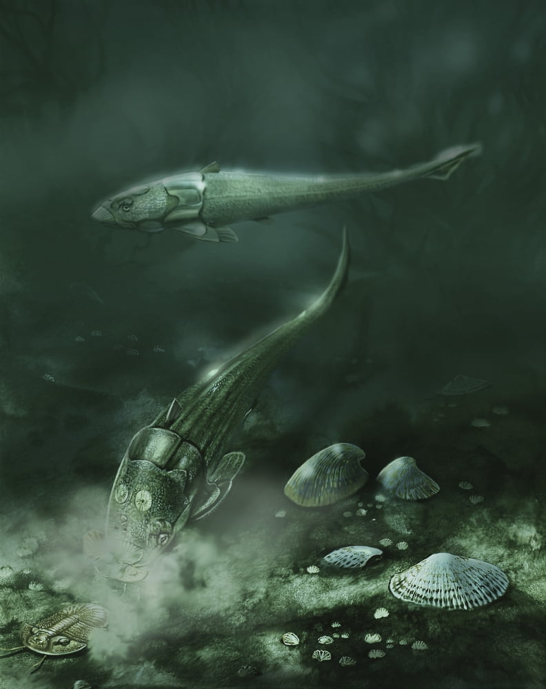 A pair of armored fish swimming in Devonian waters Canvas Art - Jan SovakStocktrek Images (13 x 16)