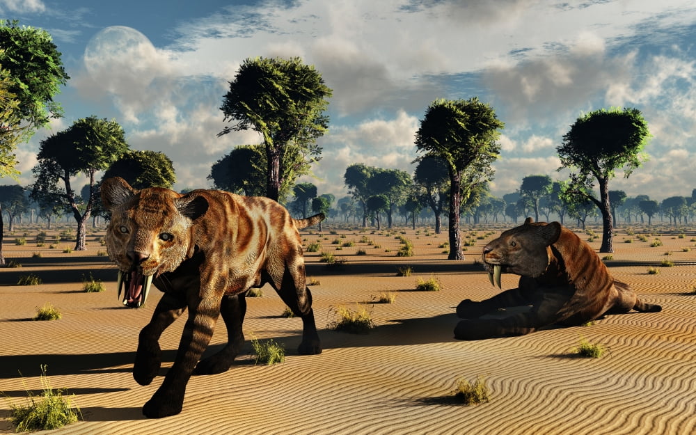 A pair of carnivorous Sabre-Tooth Tigers Canvas Art - Mark StevensonStocktrek Images (18 x 12)