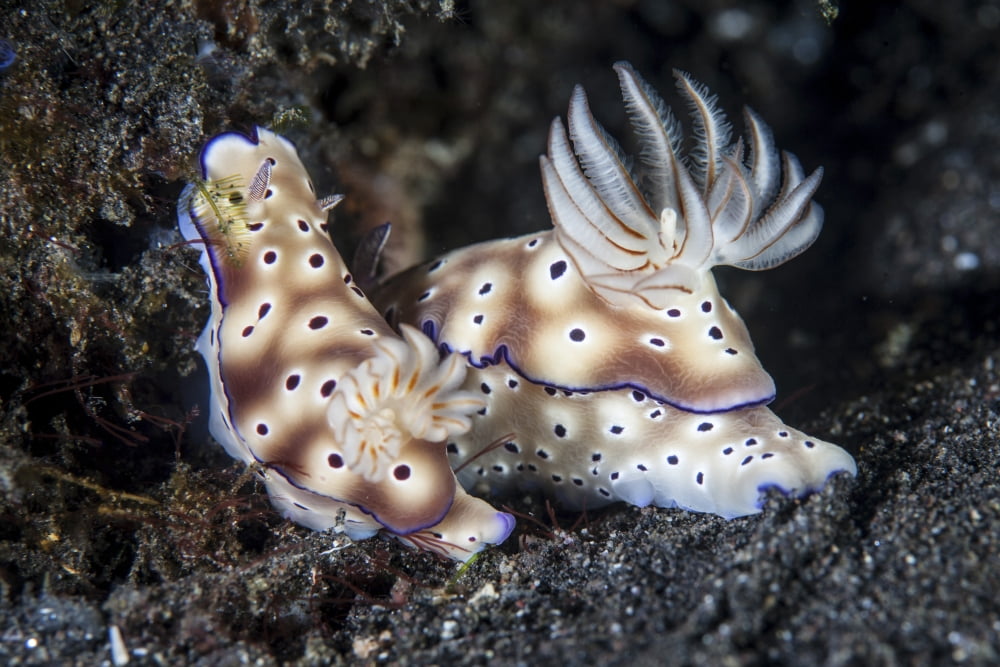 A pair of colorful nudibranch crawling across black sand in Indonesia Canvas Art - Ethan DanielsStocktrek Images (17 x 12)