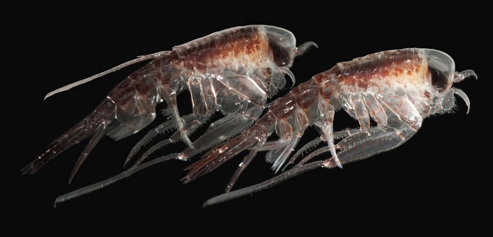 A pair of hyperiid amphipod Southern Ocean Antarctica Canvas Art - Steve JonesStocktrek Images (20 x 10)
