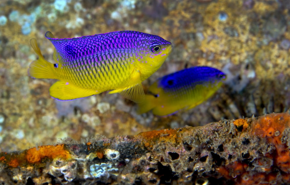 A pair of juvenile Cocoa Damselfish Canvas Art - Michael WoodStocktrek Images (35 x 23)