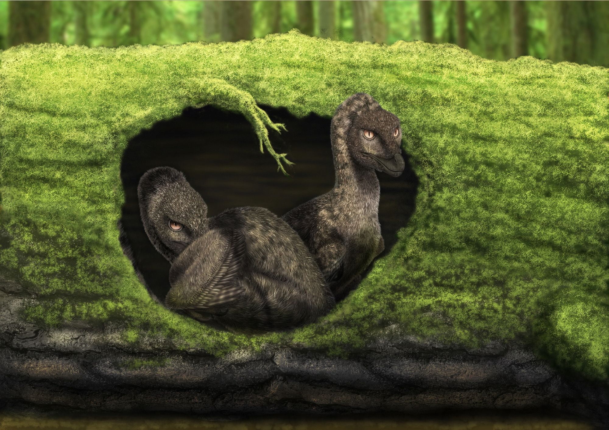 A pair of juvenile troodons in the hollow of a tree Canvas Art - Alvaro RozalenStocktrek Images (33 x 24)