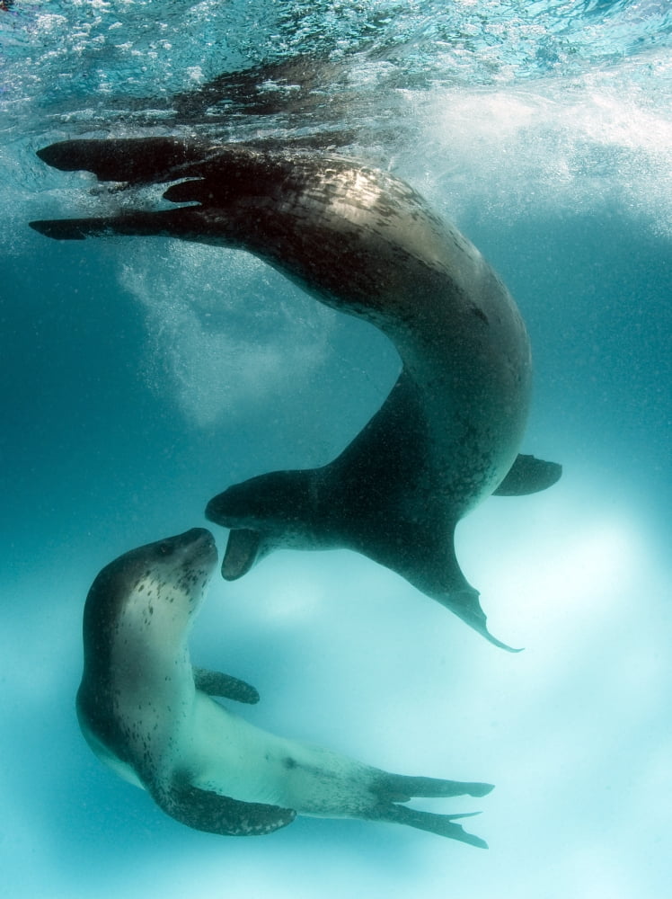 A pair of leopard seals interacting Astrolabe Island Antarctica Canvas Art - Steve JonesStocktrek Images (25 x 33)