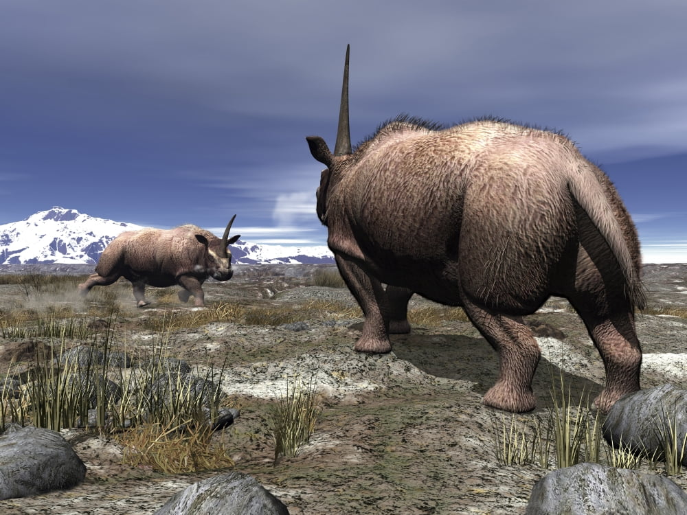 A pair of male Elasmotherium confront one another Canvas Art - Walter MyersStocktrek Images (17 x 13)