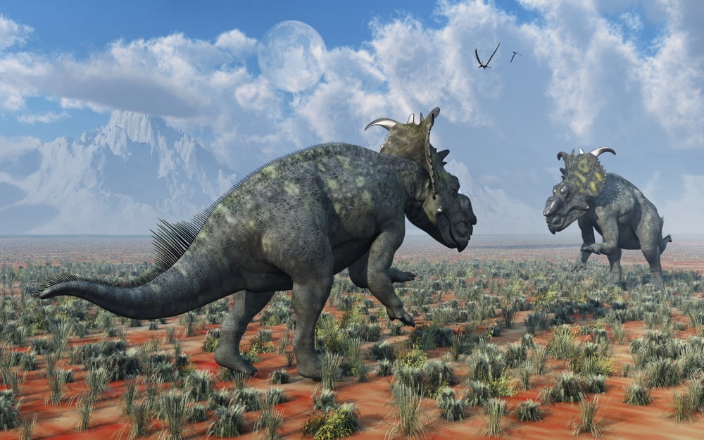 A pair of male Pachyrhinosaurus sizing each other up Canvas Art - Mark StevensonStocktrek Images (36 x 23)