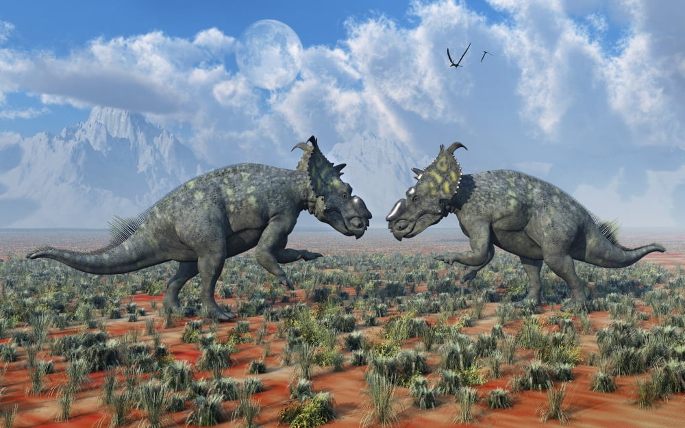 A pair of male Pachyrhinosaurus sizing each other up Canvas Art - Mark StevensonStocktrek Images (36 x 23)