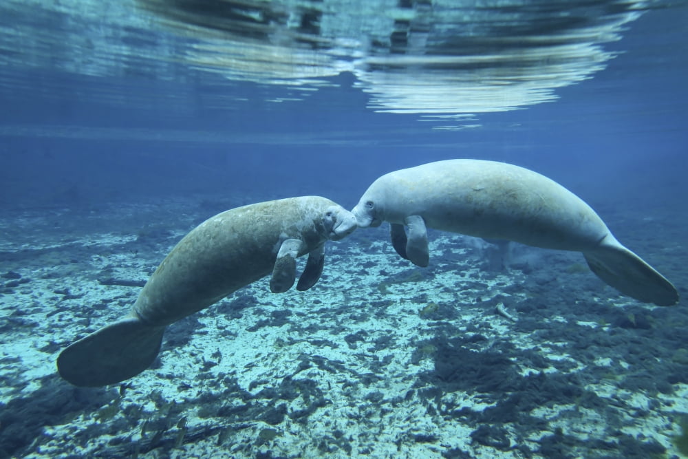 A pair of manatees appear to be greeting each other Fanning Springs Florida Canvas Art - Michael WoodStocktrek Images (34 x 23)