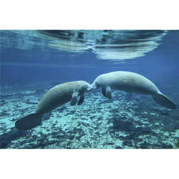 A pair of manatees appear to be greeting each other Fanning Springs Florida Poster Print