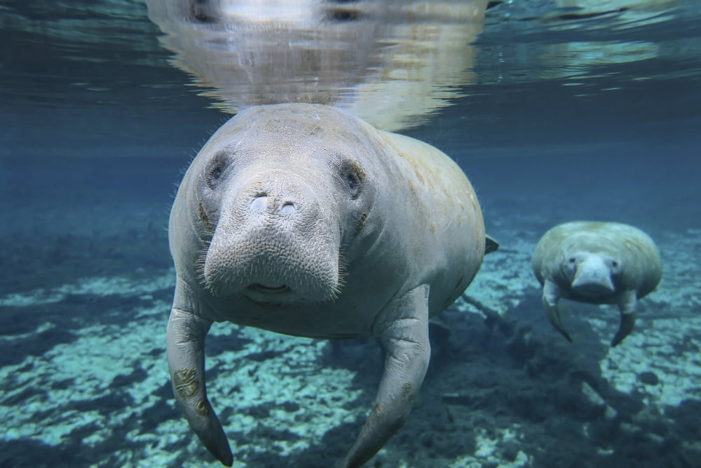 A pair of manatees swimming in Fanning Springs State Park Florida Canvas Art - Michael WoodStocktrek Images (34 x 23)