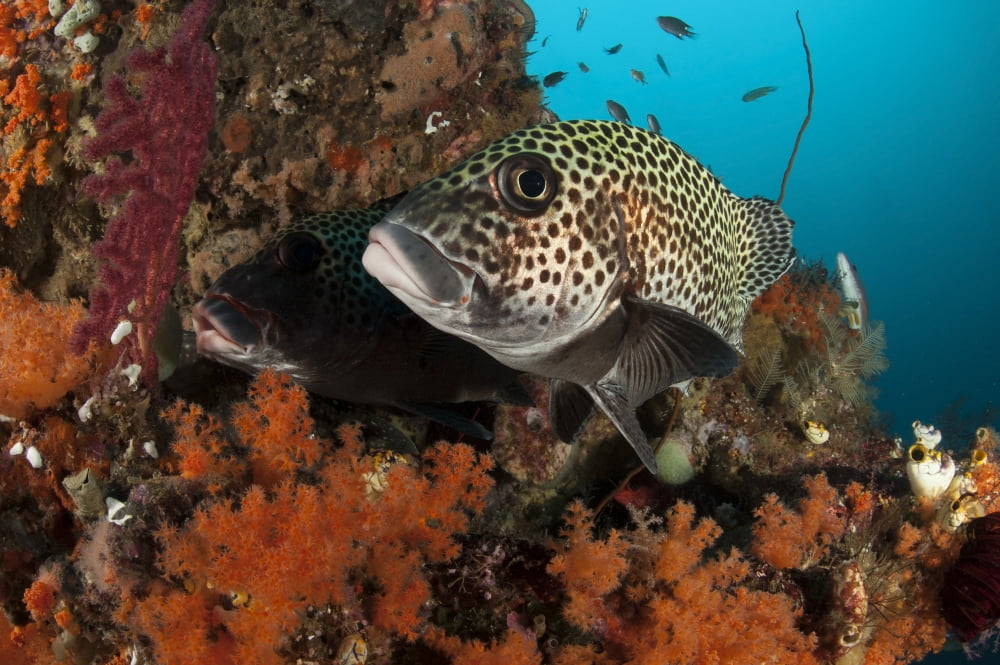 A pair of many-spotted sweetlips on a soft coral covered reef Canvas Art - Steve JonesStocktrek Images (35 x 23)