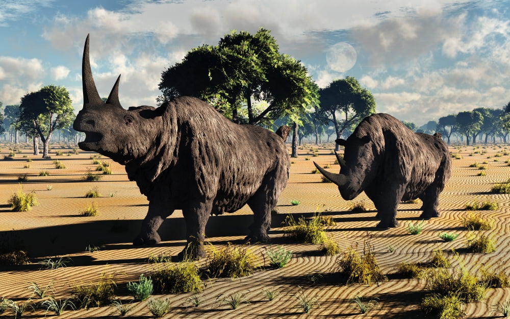 A pair of mature woolly rhinoceros during the Pleistocene epoch Canvas Art - Mark StevensonStocktrek Images (36 x 23)