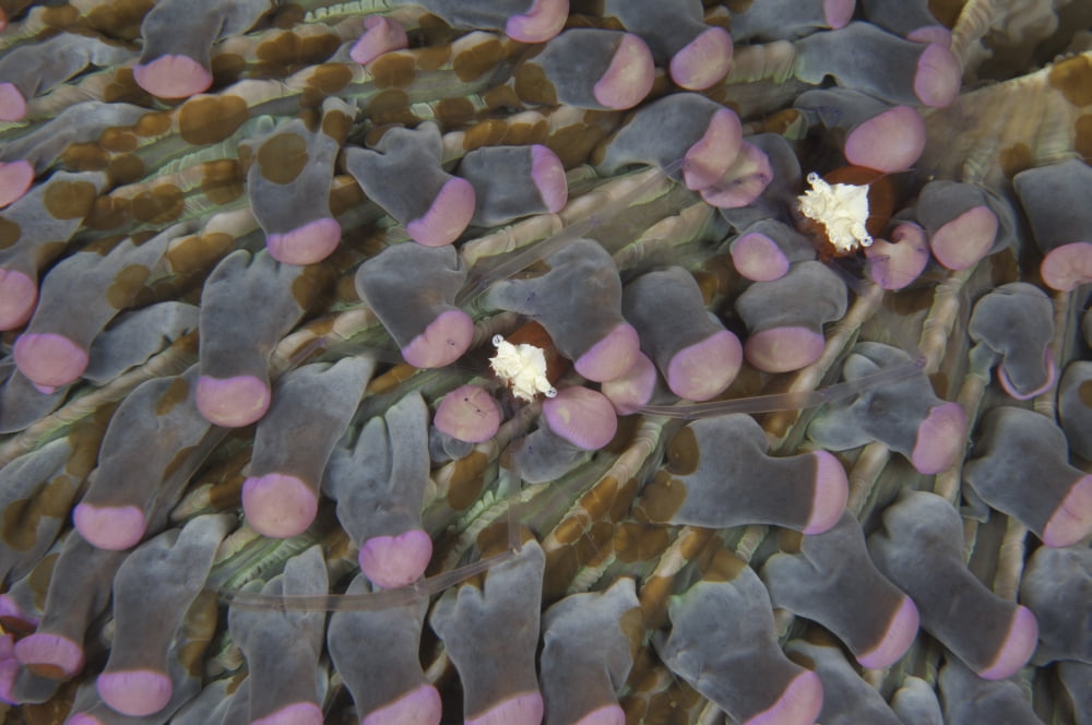 A pair of mushroom coral shrimp on pink mushroom coral Canvas Art - Steve JonesStocktrek Images (17 x 12)