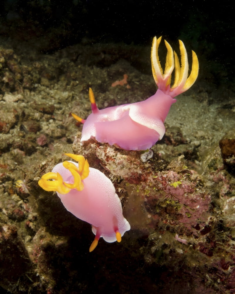 A pair of pink nudibranchs Lembeh Strait Indonesia Canvas Art - Brent BarnesStocktrek Images (13 x 16)
