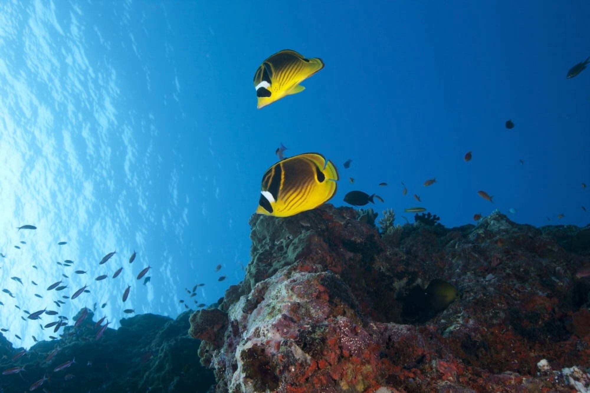 A pair of racoon butterflyfish swimming in Fiji waters Canvas Art - Terry MooreStocktrek Images (35 x 23)