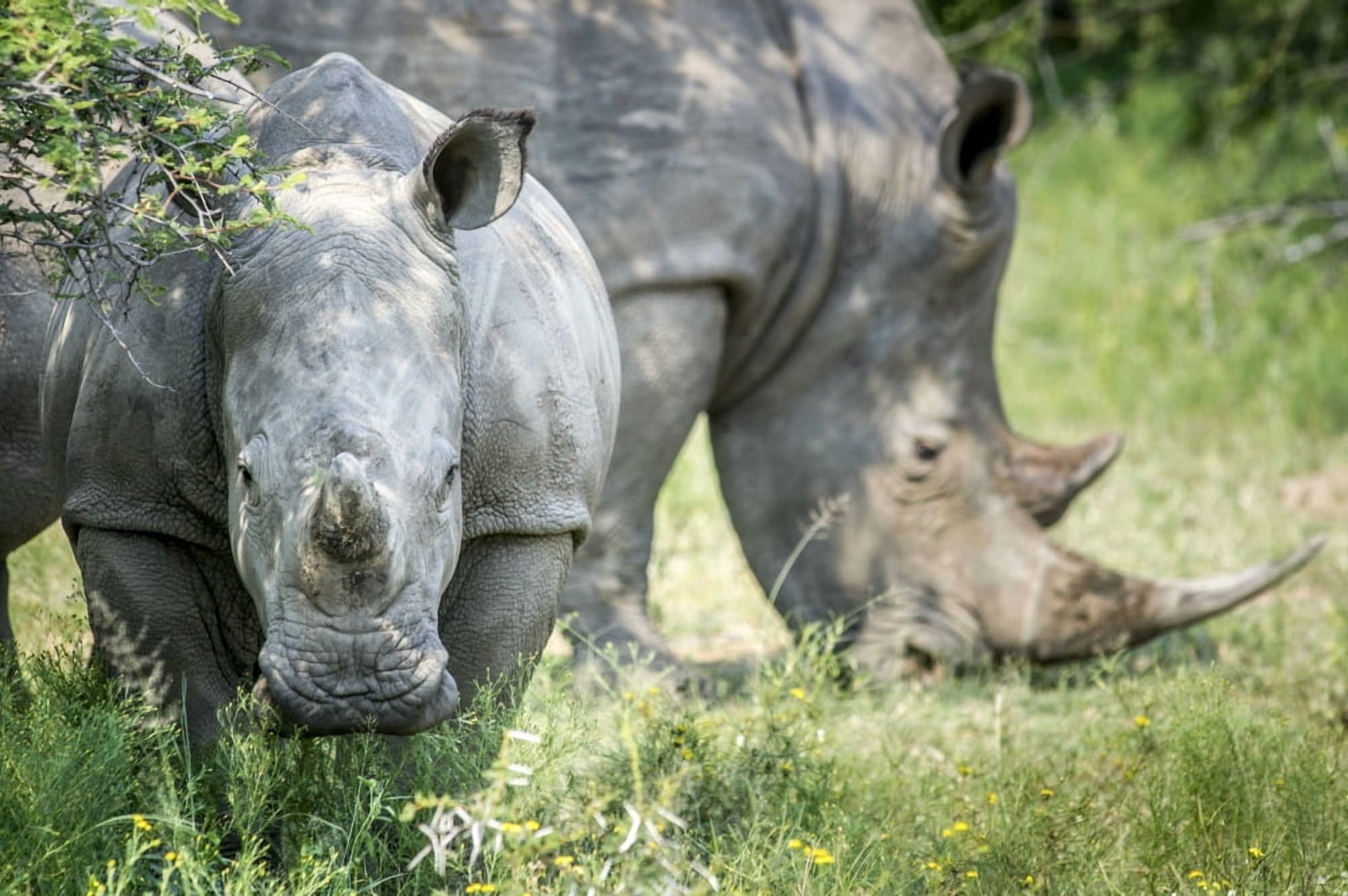 A pair of rhinoceros (Rhinocerotidae) on the Dinokeng Game Reserve South Africa Canvas Art - Remsberg Inc Design Pics (38 x 24)