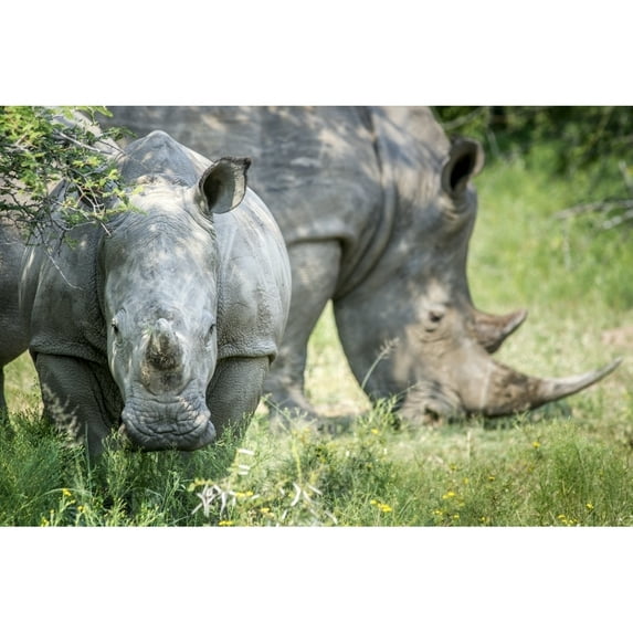 A pair of rhinoceros on the Dinokeng Game Reserve; South Africa Poster Print
