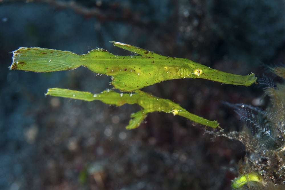 A pair of robust ghost pipefish in Komodo National Park Indonesia Canvas Art - Ethan DanielsStocktrek Images (17 x 12)