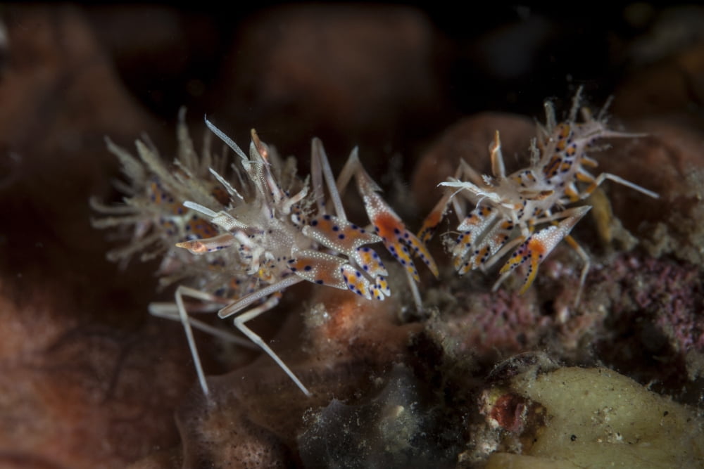 A pair of spiny tiger shrimp crawl on the seafloor Canvas Art - Ethan DanielsStocktrek Images (34 x 23)