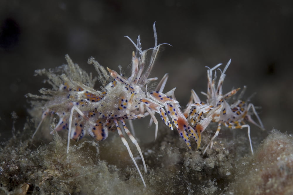 A pair of spiny tiger shrimp crawl on the seafloor Canvas Art - Ethan DanielsStocktrek Images (34 x 23)