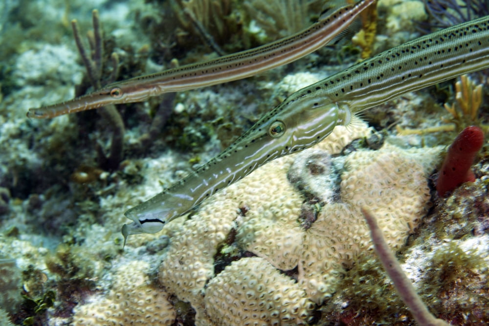 A pair of trumpetfish off the coast of Key Largo Florida Canvas Art - Michael WoodStocktrek Images (18 x 12)
