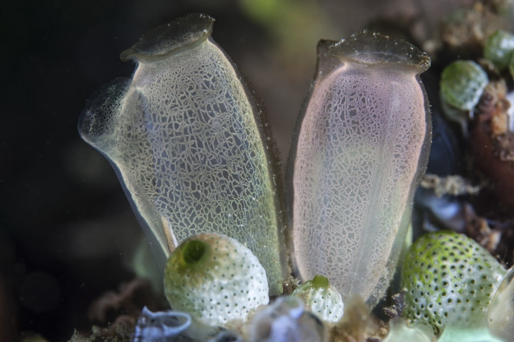 A pair of tunicates grow on a reef in Lembeh Strait Indonesia Canvas Art - Ethan DanielsStocktrek Images (17 x 12)