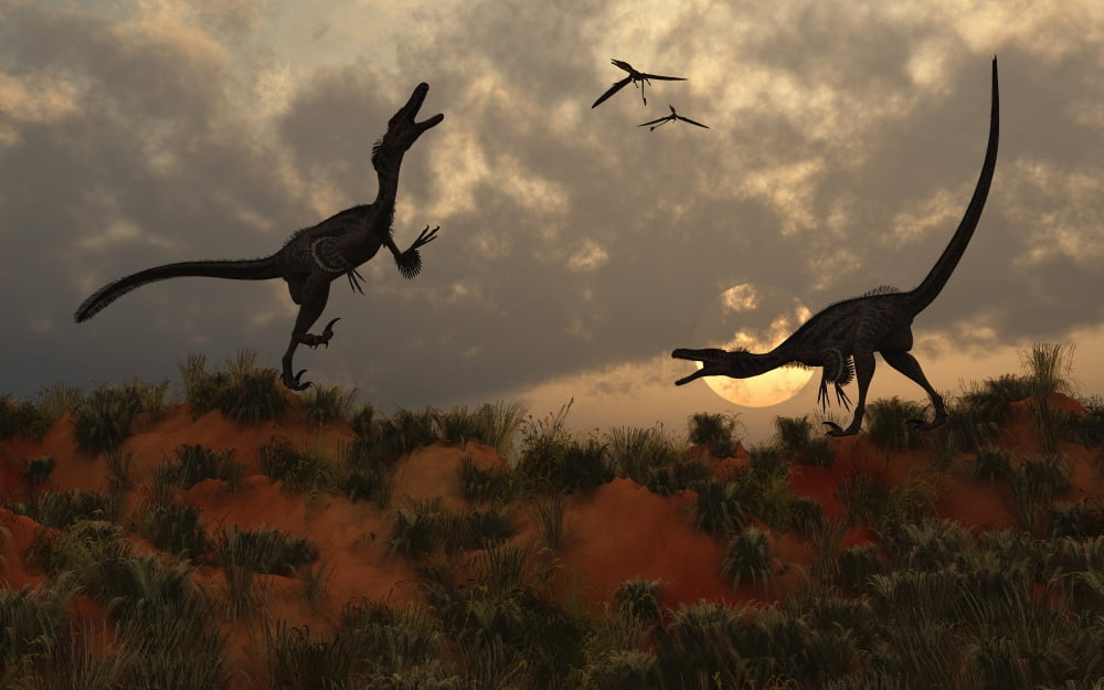 A pair of velociraptors involved in a territorial dispute Canvas Art - Mark StevensonStocktrek Images (18 x 12)