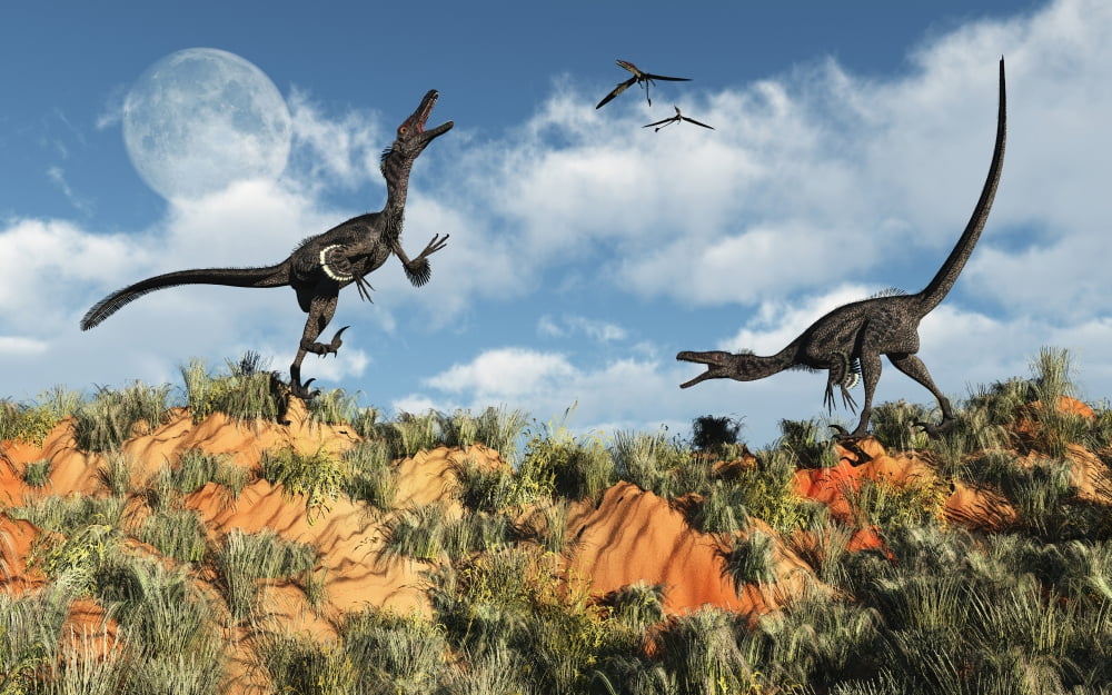 A pair of velociraptors involved in a territorial dispute Canvas Art - Mark StevensonStocktrek Images (36 x 23)