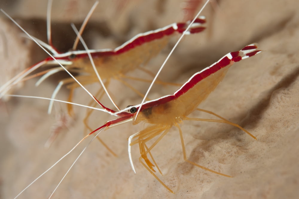 A pair of white striped cleaner shrimp Bali Indonesia Canvas Art - Steve JonesStocktrek Images (35 x 23)