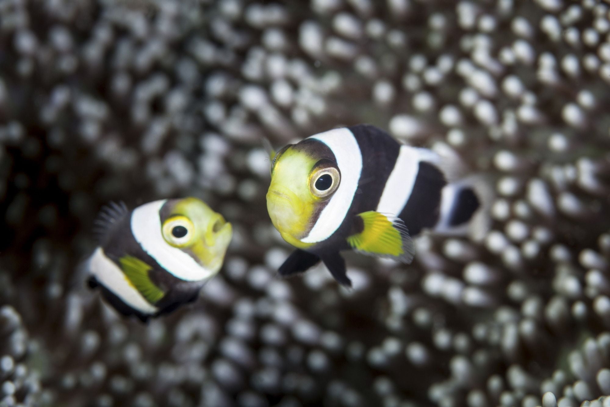 A pair of young saddleback anemonefish Canvas Art - Ethan DanielsStocktrek Images (17 x 12)