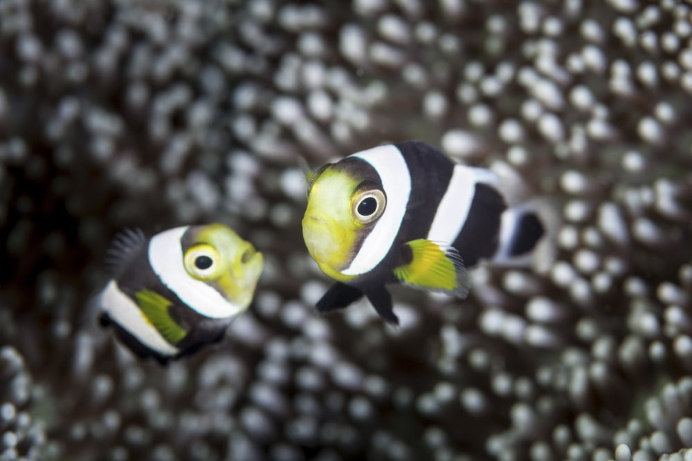 A pair of young saddleback anemonefish Canvas Art - Ethan DanielsStocktrek Images (34 x 23)