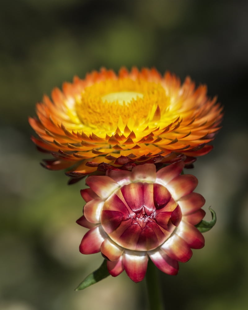 A paper flower blooms in a garden Astoria Oregon United States of America Canvas Art - Robert L Potts Design Pics (26 x 34)