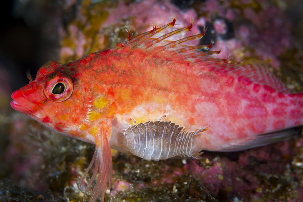 A parasitic isopod has attached itself onto a hawkfish Canvas Art - Todd WinnerStocktrek Images (35 x 23)