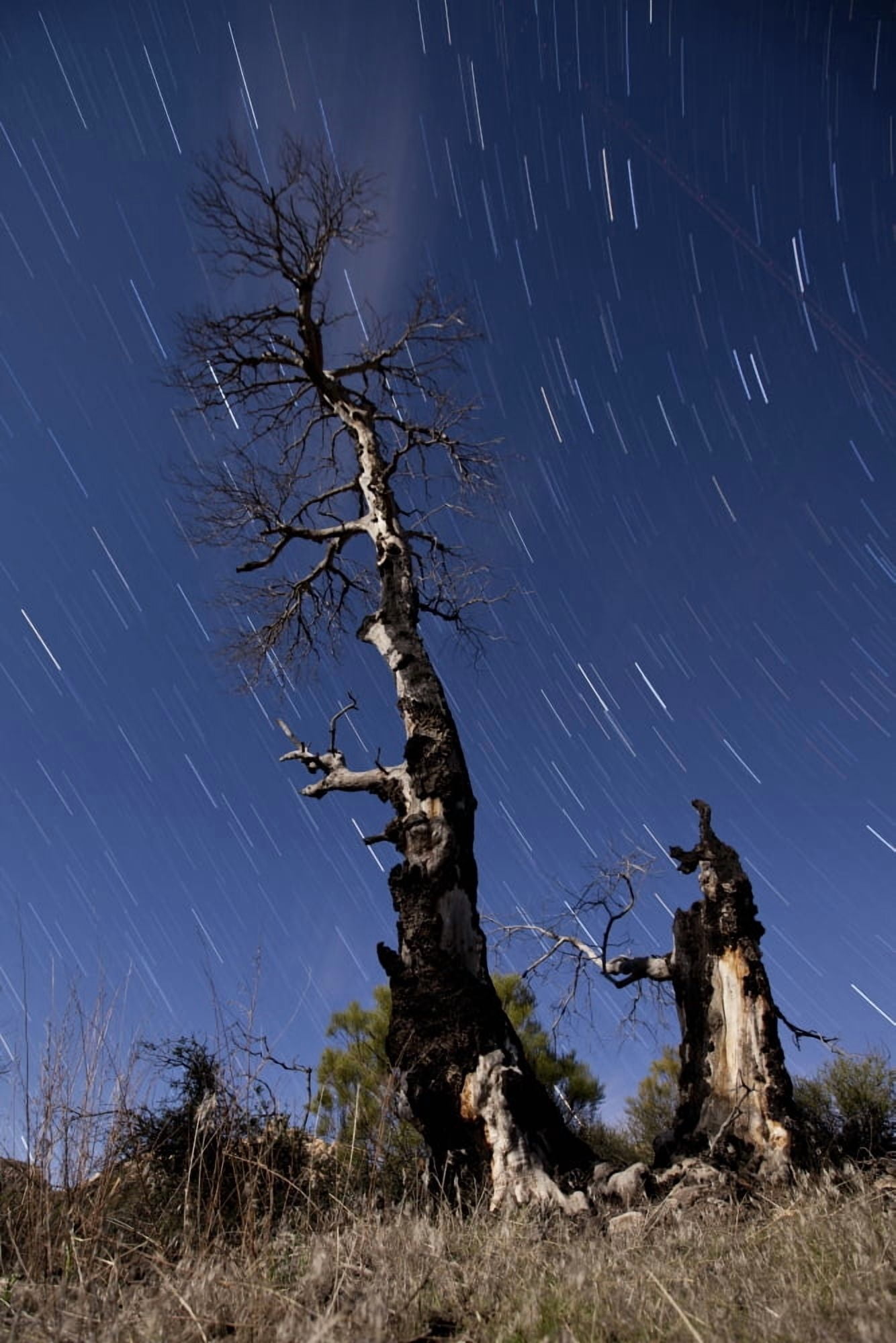 A partially burned tree backdropped against star trails Canvas Art - Dan BarrStocktrek Images (12 x 17)