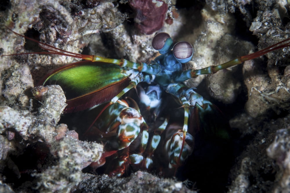 A peacock mantis shrimp in Lembeh Strait Indonesia Canvas Art - Ethan DanielsStocktrek Images (17 x 12)