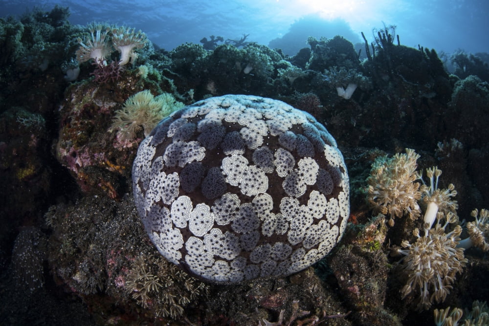 A pin cushion starfish clings to a coral reef Canvas Art - Ethan DanielsStocktrek Images (34 x 23)