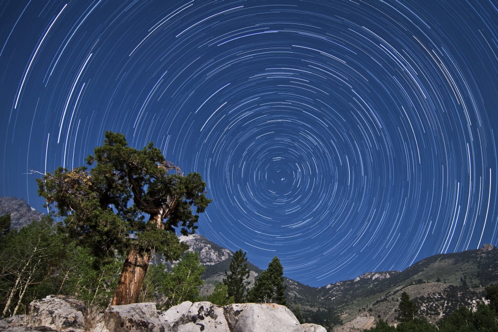 A pine tree on a windswept slope reaches skyward towards north facing star trails Canvas Art - Dan BarrStocktrek Images (18 x 12)