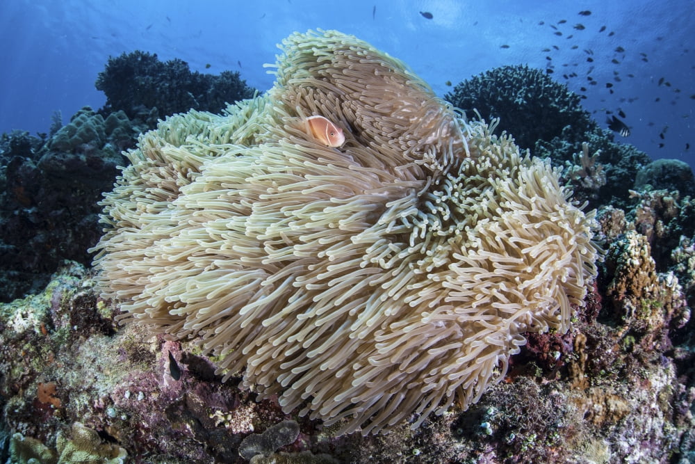 A pink anemonefish swims among the tentacles of its host anemone Canvas Art - Ethan DanielsStocktrek Images (17 x 12)