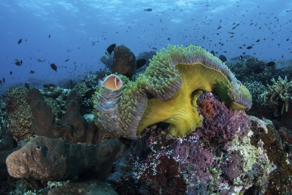 A pink anemonefish swims near its host anemone Canvas Art - Ethan DanielsStocktrek Images (17 x 12)