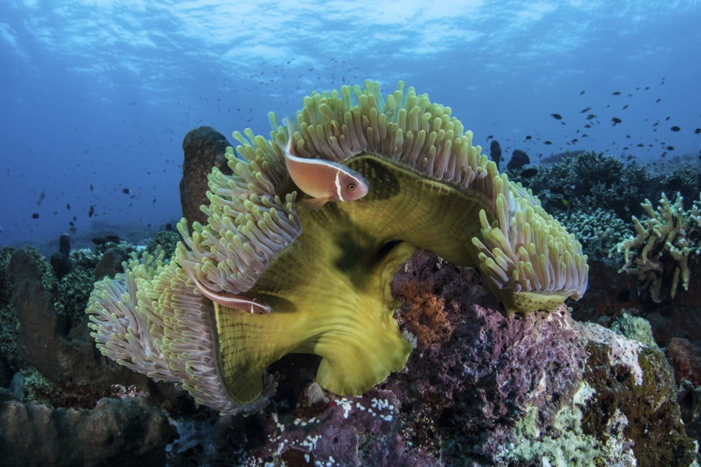 A pink anemonefish swims near its host anemone Canvas Art - Ethan DanielsStocktrek Images (17 x 12)