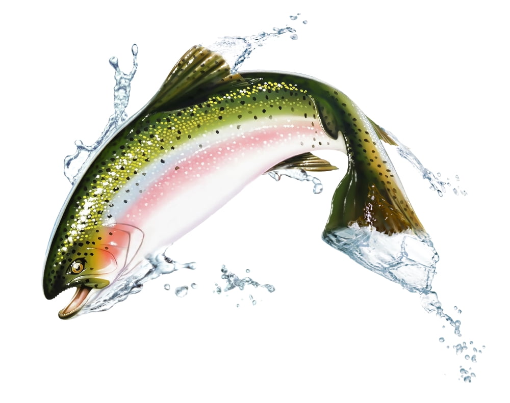 A pink salmon jumping out of the water Canvas Art - Leonello CalvettiStocktrek Images (16 x 13)