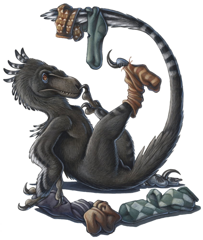 A playful Deinonychus dinosaur playing with socks Canvas Art - H Kyoht LutermanStocktrek Images (13 x 15)