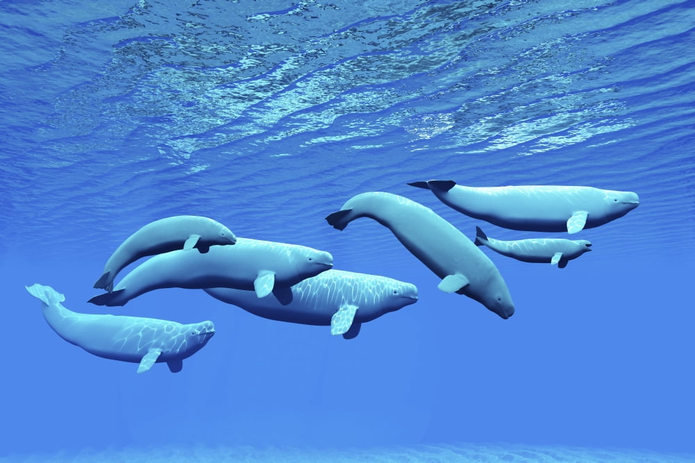 A pod of beluga whales swim together near the surface Canvas Art - Corey FordStocktrek Images (18 x 12)