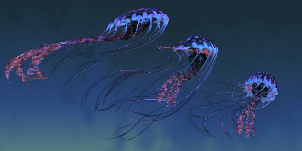 A pod of iridescent red and blue jellyfish Canvas Art - Corey FordStocktrek Images (40 x 20)