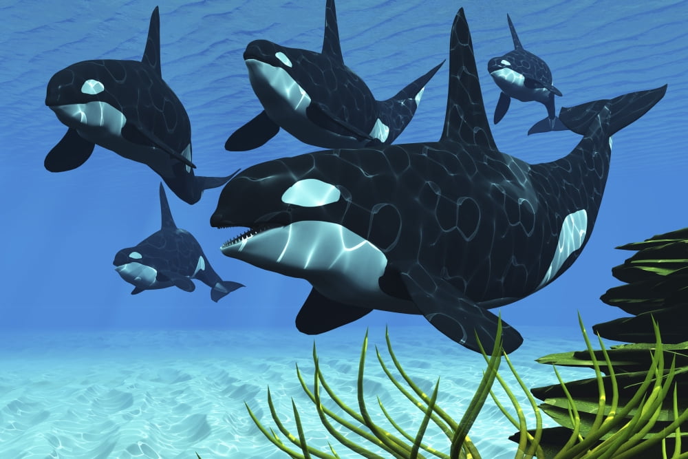 A pod of killer whales swim along a reef looking for fish prey Canvas Art - Corey FordStocktrek Images (18 x 12)